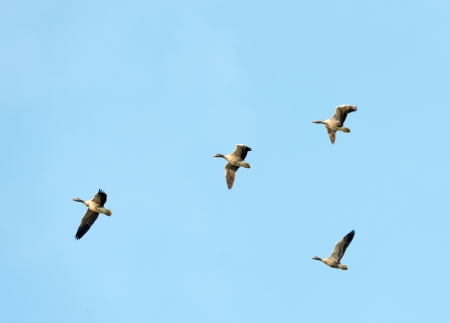 Let u know meaning in tamil Free pictures of geese flying in formation